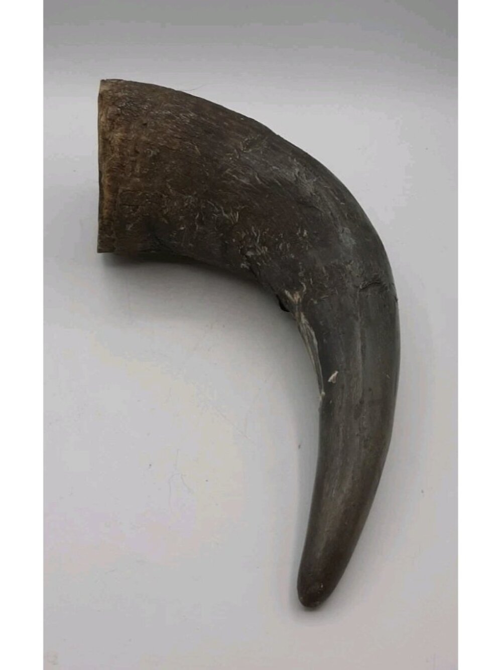 Vintage Natural Raw Buffalo Bison Horn 11 In Rustic Home Decor Crafts